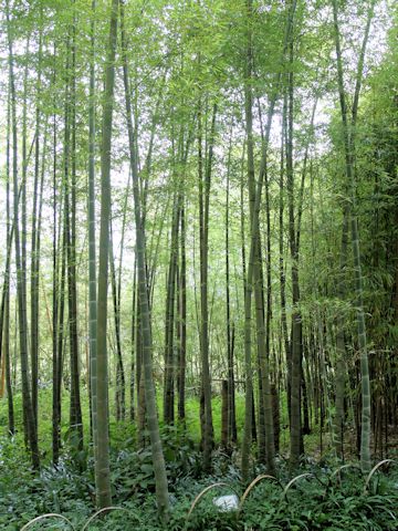 Phyllostachys pubescens var. heterocycla