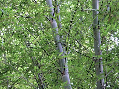 Phyllostachys pubescens var. heterocycla