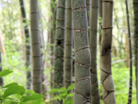 Phyllostachys pubescens var. heterocycla