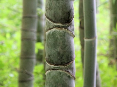 Phyllostachys pubescens var. heterocycla