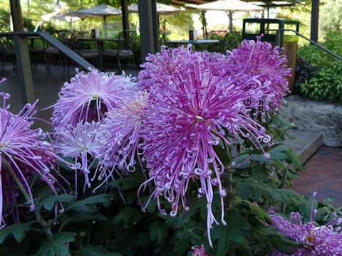 Chrysanthemum grandiflorum