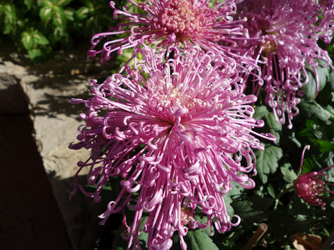 Chrysanthemum grandiflorum