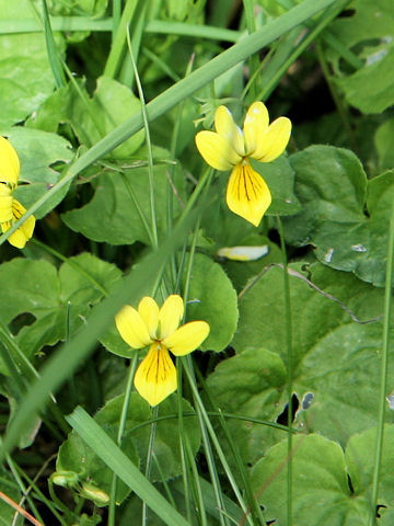 Viola biflora