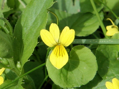 Viola biflora