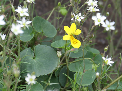 Viola biflora