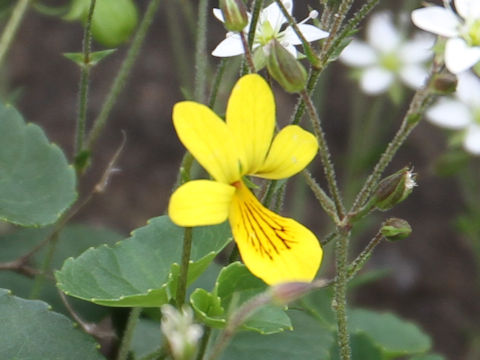 Viola biflora