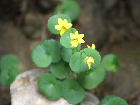 Viola biflora