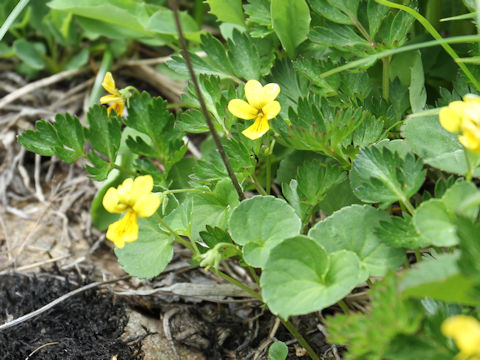 Viola biflora