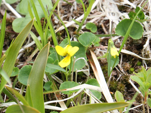 Viola biflora