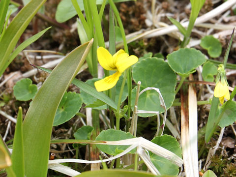 Viola biflora