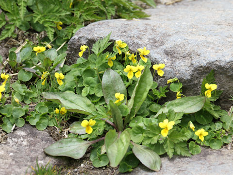 Viola biflora