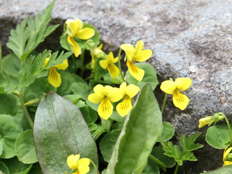 Viola biflora