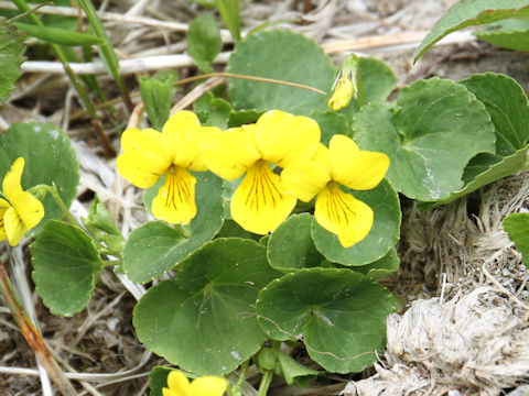 Viola biflora