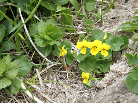 Viola biflora