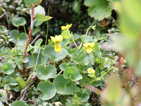 Viola biflora