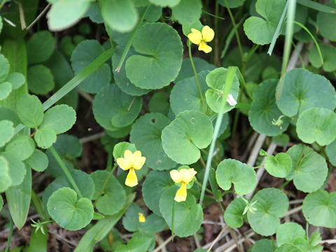 Viola biflora