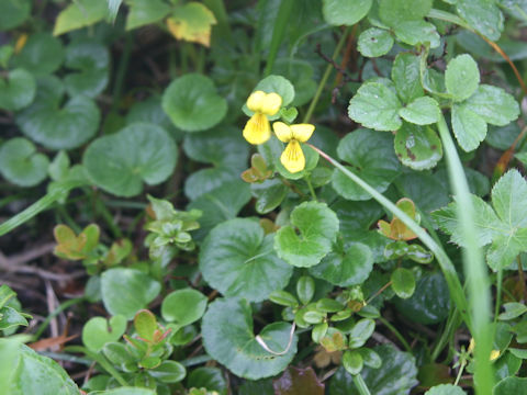 Viola biflora