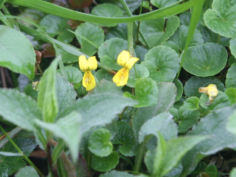 Viola biflora