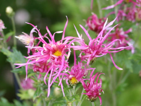 Chrysanthemum grandiflorum cv. Saga