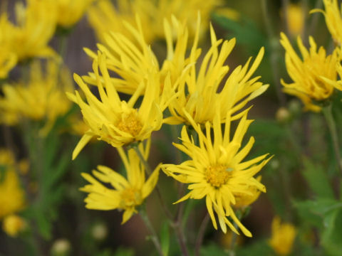 Chrysanthemum grandiflorum cv. Saga