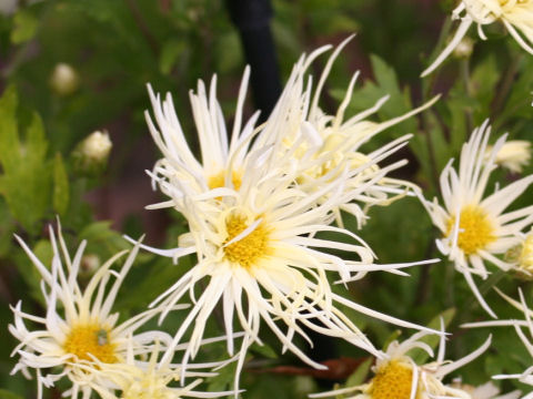 Chrysanthemum grandiflorum cv. Saga