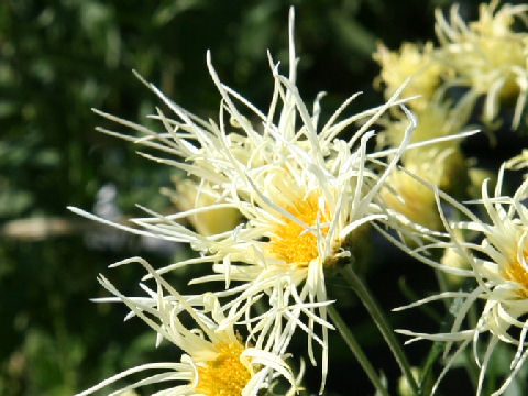 Chrysanthemum grandiflorum cv. Saga