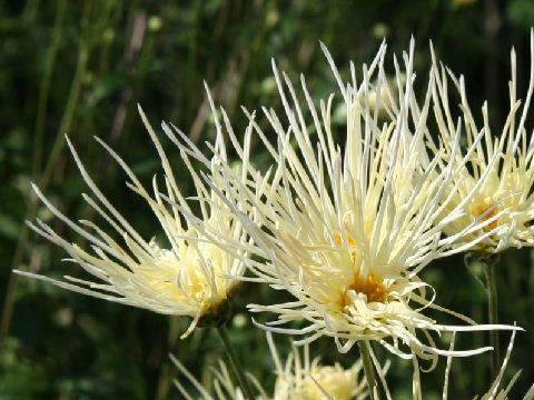 Chrysanthemum grandiflorum cv. Saga