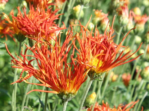 Chrysanthemum grandiflorum cv. Saga