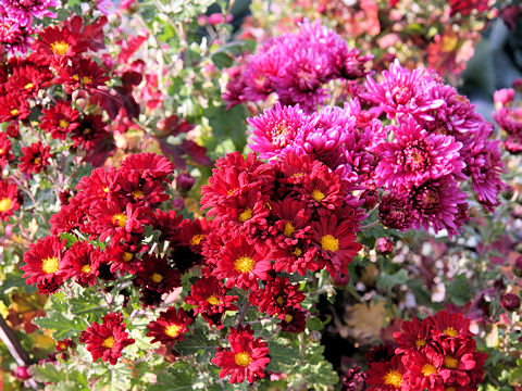 Chrysanthemum grandiflorum