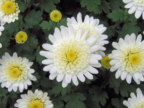Chrysanthemum grandiflorum