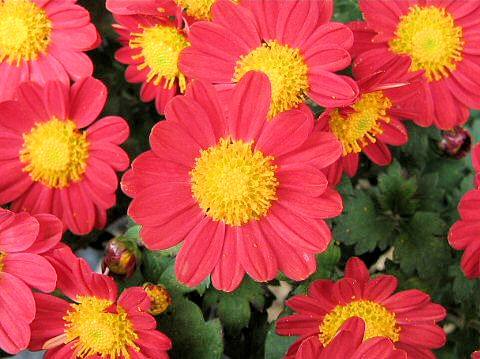 Chrysanthemum grandiflorum