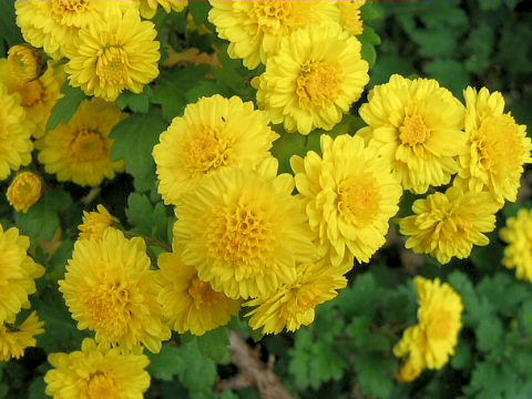 Chrysanthemum grandiflorum