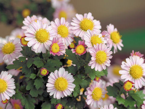 Chrysanthemum grandiflorum