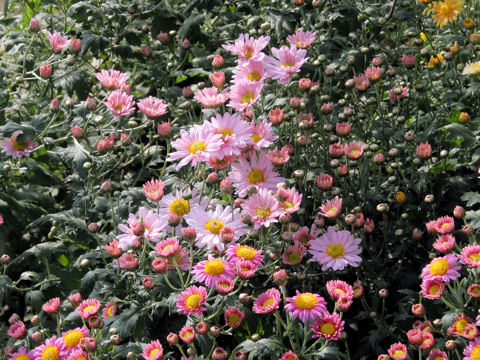 Chrysanthemum grandiflorum