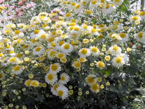 Chrysanthemum grandiflorum