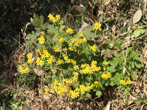 Chrysanthemum grandiflorum