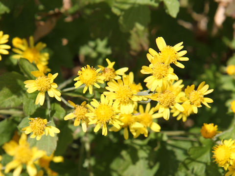 Chrysanthemum grandiflorum