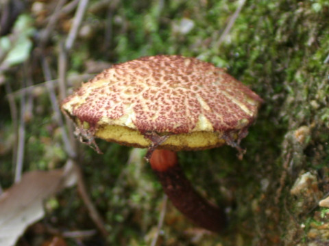 Boletellus emodensis