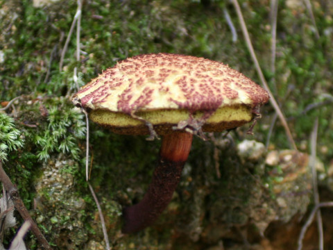 Boletellus emodensis