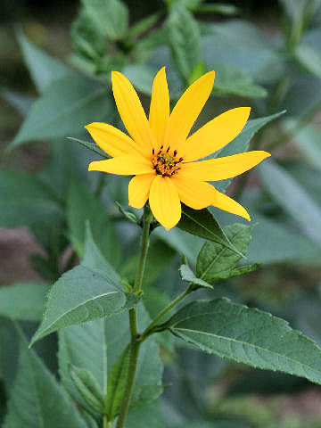 Helianthus tuberosus