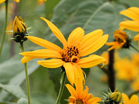 Helianthus tuberosus