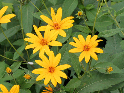 Helianthus tuberosus