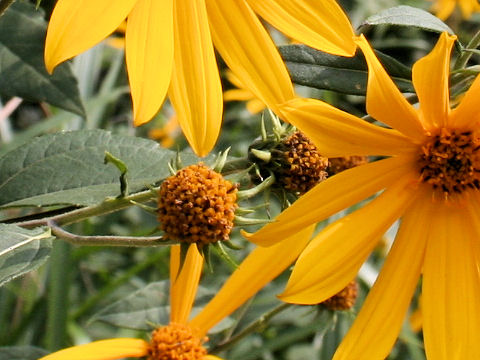 Helianthus tuberosus