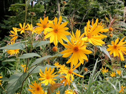 Helianthus tuberosus