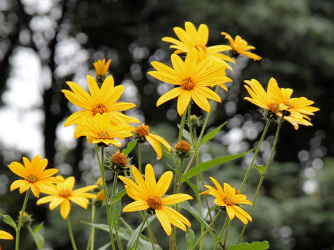 Helianthus tuberosus