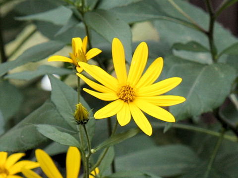 Helianthus tuberosus