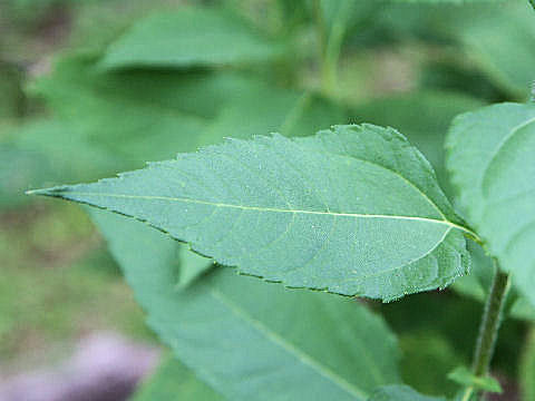 Helianthus tuberosus