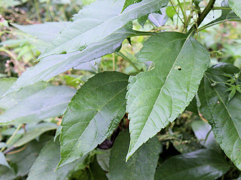 Helianthus tuberosus