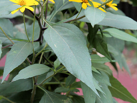 Helianthus tuberosus