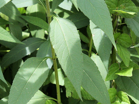 Helianthus tuberosus